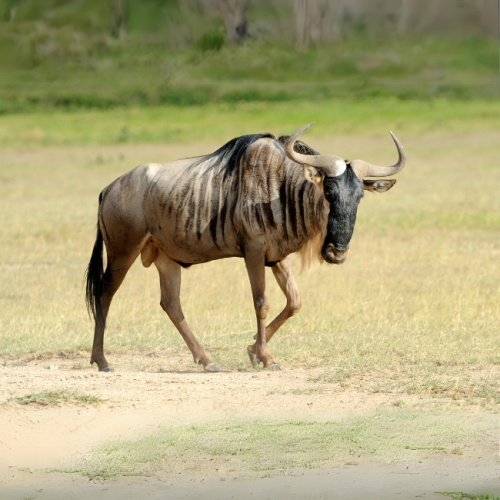 SPECIES LIST - Mistkraal